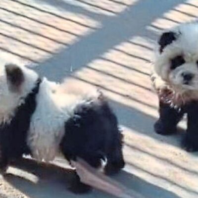 zoologico-chino-indigna-tras-pintar-a-perritos-chow-chow-para-que-luzcan-como-pandas