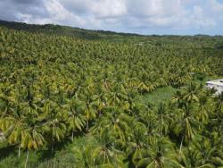 coconut-board-targets-five-per-cent-annual-increase-in-value-added-output,-exports
