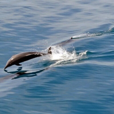 Calcídica:-Εντοπίστηκε-νεκρό-δελφίνι-σε-ακτή-της-Καλλικράτειας