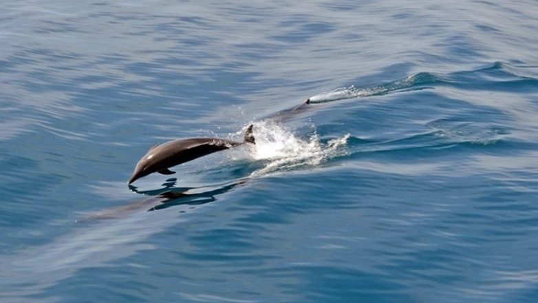 Χαλκιδική:-Εντοπίστηκε-νεκρό-δελφίνι-σε-ακτή-της-Καλλικράτειας