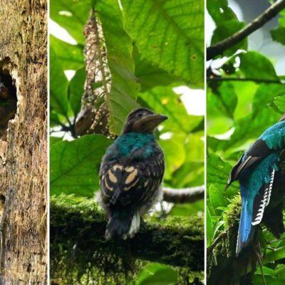 fotografo-guatemalteco-documento-a-un-quetzal-hembra-y-uno-de-sus-pichones-afuera-del-nido-en-san-marcos