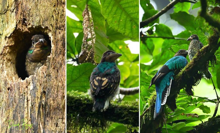 fotografo-guatemalteco-documento-a-un-quetzal-hembra-y-uno-de-sus-pichones-afuera-del-nido-en-san-marcos