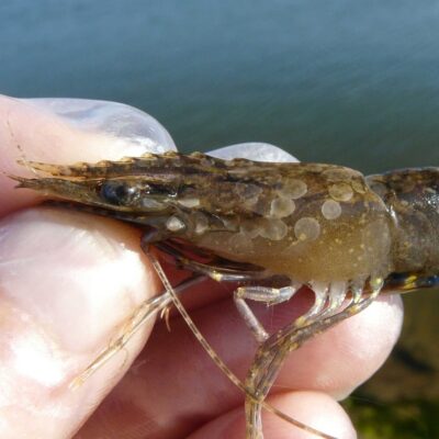 potentially-destructive-white-spot-virus-detected-in-prawns-on-nsw-north-coast 