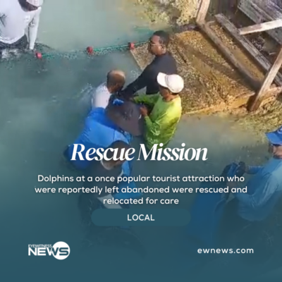 dolphins-in-danger-rescued
