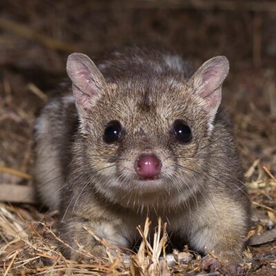 dna-editing-could-make-northern-quolls-cane-toad-resistant-and-potentially-avoid-extinction