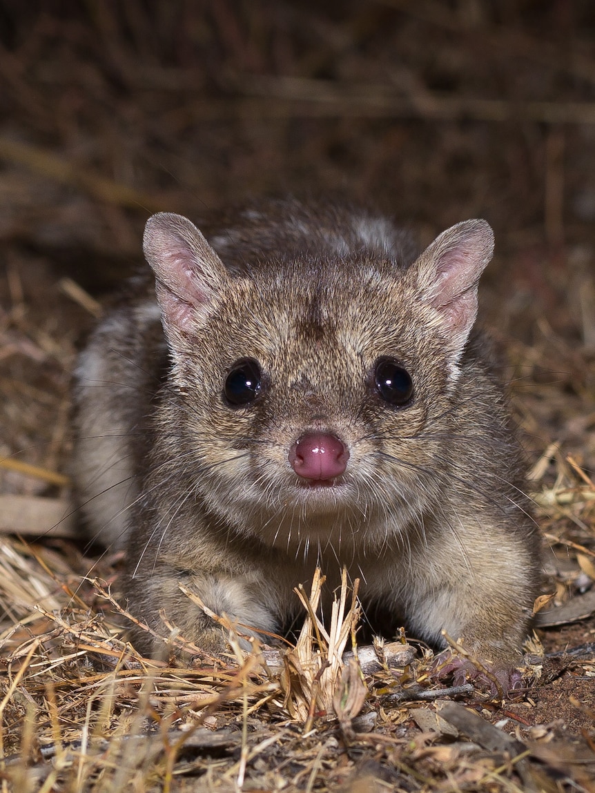 dna-editing-could-make-northern-quolls-cane-toad-resistant-and-potentially-avoid-extinction