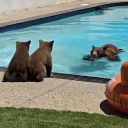 видео-|-amerikaan-filmt-zwemmende-beer-in-zijn-achtertuin