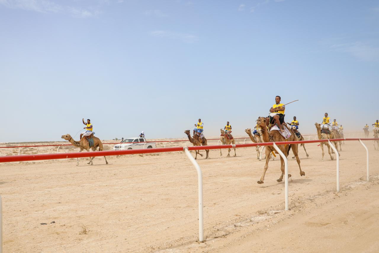 تدشين-أول-مضمار-لسباقات-الإبل-في-نواكشوط