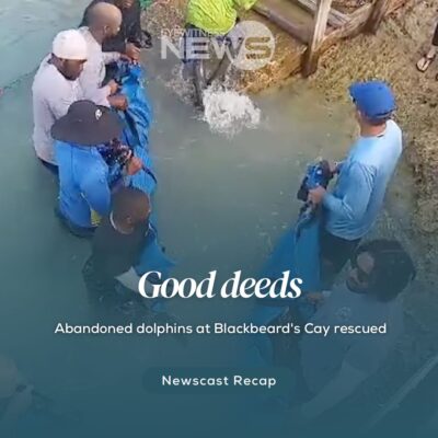 abandoned-dolphins-at-blackbeard’s-cay-rescued