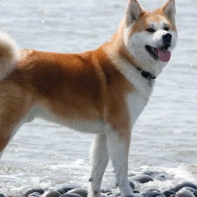 razas-de-perros:-todo-lo-que-necesitas-saber-sobre-el-akita-japones