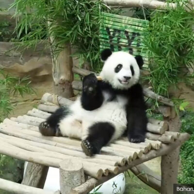 enhancing-zoo-negara’s-reputation-via-‘panda-diplomacy’