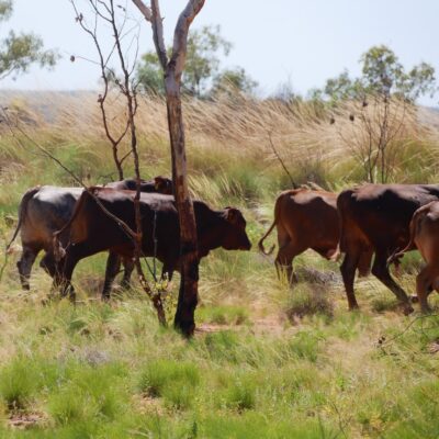 three-men-charged-over-alleged-theft-of-300-cattle-from-outback-station