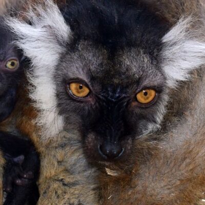 dvojcata-ohrozenych-lemuru-tmavych-se-narodila-v olomoucke-zoo