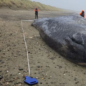 theft-of-dead-sperm-whale-jawbone-from-southland-beach-upsets-iwi