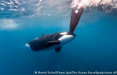 orcas-versenken-segelboote-–-alles-nur-ein-spiel?