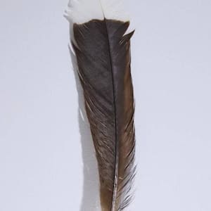 rare-huia-feather-regarded-as-‘significant-piece’-of-history-to-be-auctioned