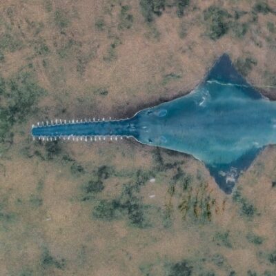 deaths-of-17-critically-endangered-sawfish-revealed-in-wa-parliament-this-week-raise-transparency-questions
