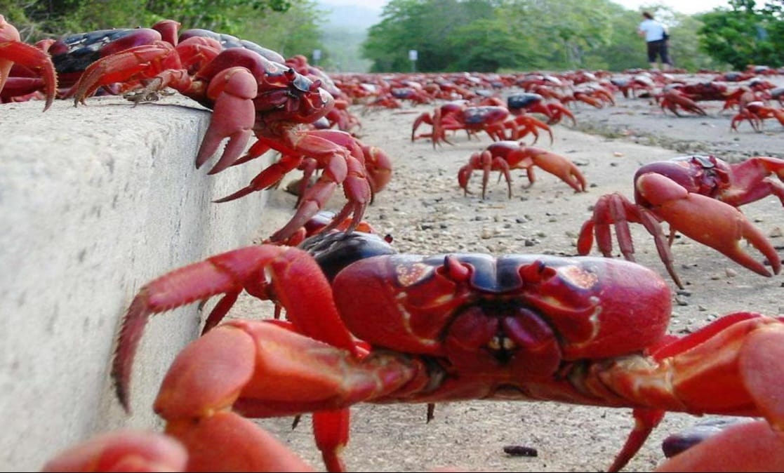 invasion-de-cangrejos-rojos-en-cuba.-pero-no-se-pueden-comer
