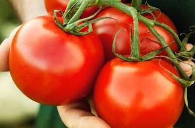 أثمنة-الطماطم-ترتفع-من-جديد-في-الأسواق.-مهني-بسوق-الجملة-بالدار-البيضاء-يرجع-السبب-إلى-إعادة-فتح-بوابة-التصدير
