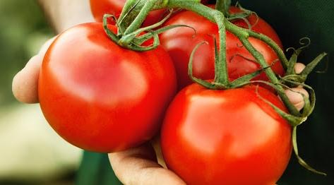 أثمنة-الطماطم-ترتفع-من-جديد-في-الأسواق.-مهني-بسوق-الجملة-بالدار-البيضاء-يرجع-السبب-إلى-إعادة-فتح-بوابة-التصدير