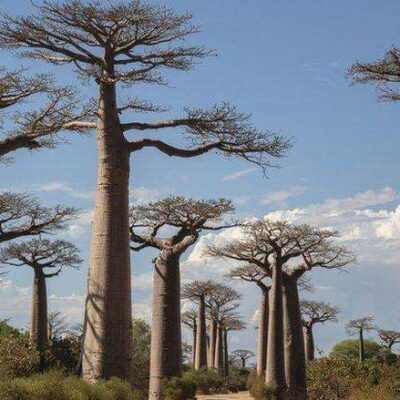 cientificos-resuelven-el-misterio-detras-de-los-antiquisimos-baobabs,-los-“arboles-de-la-vida”