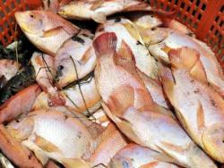 no-truth-to-online-reports-of-embalming-fluid-in-fish-in-mandeville-market-–-srha