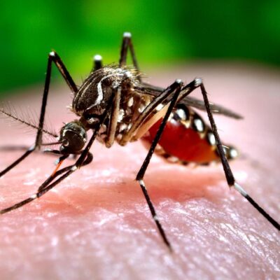 salud-reporta-la-primera-muerte-por-dengue-en-medio-de-la-epidemia-que-afecta-a-puerto-rico