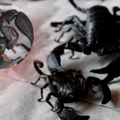 encontraron-escorpiones-venenosos-para-hacer-potenciadores-sexuales-en-boyaca:-autoridades-hicieron-llamado