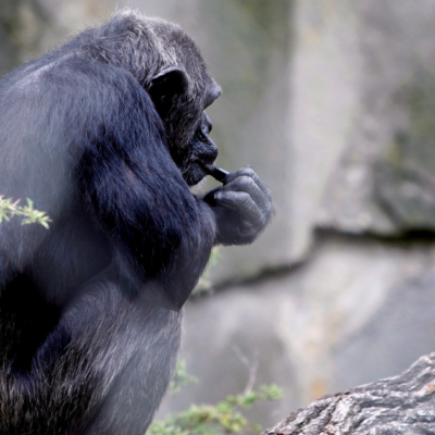 ozaloscena-majka-cimpanza-mjesecima-se-ne-odvaja-od-mrtvog-mladunca