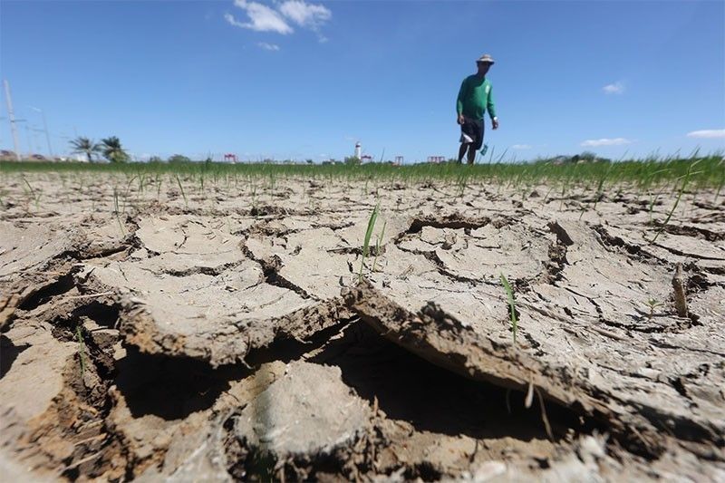 agriculture-losses-due-to-el-nino-reach-p9.5-billion