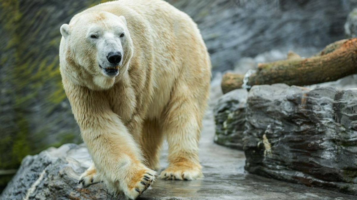 ledni-medved-tom-uhynul-v kazachstanske-zoo.-ta-prazska-chce-pripad-vysetrit