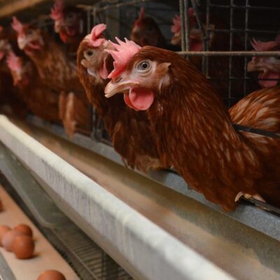 bird-flu-outbreak-spreads-to-second-victorian-poultry-farm