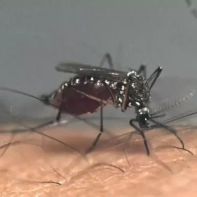 dengue-causa-al-menos-35-muertes-en-centroamerica-en-2024