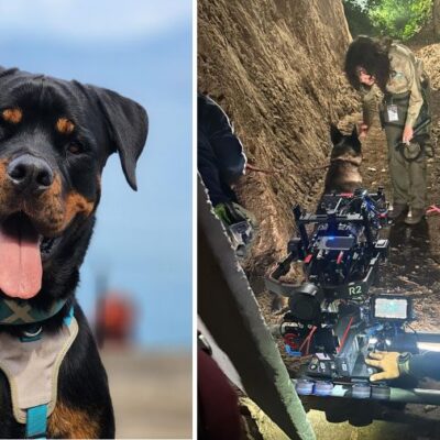 perros-guatemaltecos-actuan-en-the-breed-ii,-la-pelicula-de-hollywood-que-se-filma-en-guatemala