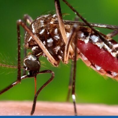 medio-centenar-de-casos-de-dengue-en-florida-vinculados-con-viajes-a-cuba