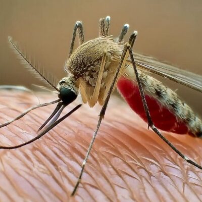 horeckou-dengue-a malarii-se-lze-nakazit-uz-i v-evrope,-muze-za-to-oteplovani