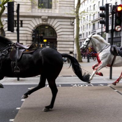 ranne-i-zakrwawione-konie-galopowaly-po-londynie.-nowe-informacje