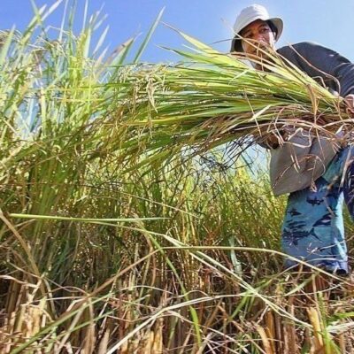 farmers-to-question-legality-of-reduced-rice-tariff