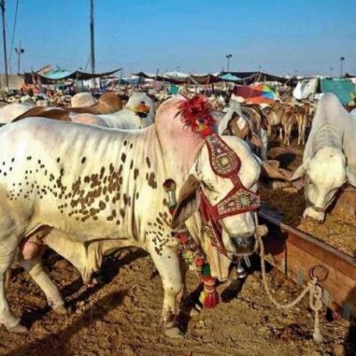 dc-jhang-inspects-cattle-market-ahead-of-eid-ul-azha