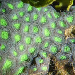wetenschappers-ontdekken-koralen-die-zich-aanpassen-aan-warm-zeewater