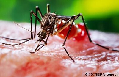 dengue-fieber:-was-hilft-und-wie-schutzt-man-sich?