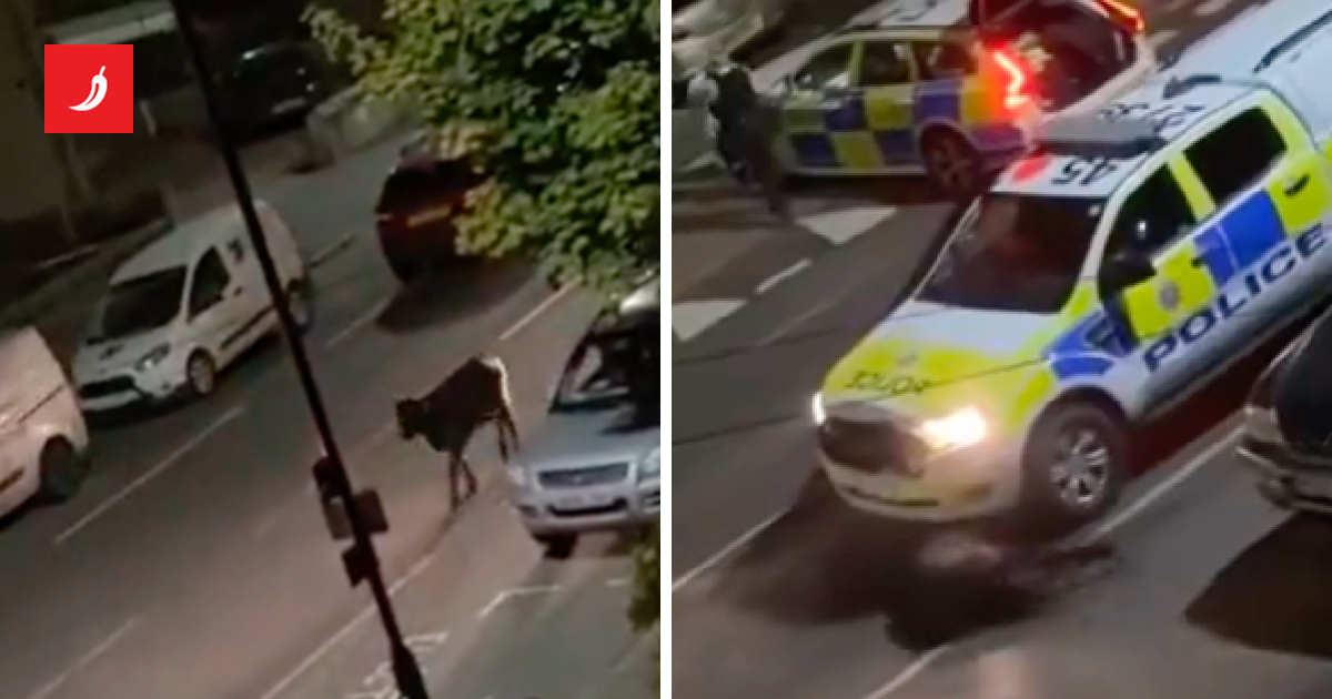 britanski-policajci-se-namjerno-autom-zabili-u-odbjeglu-kravu