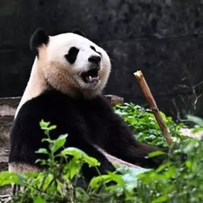 pandas-nacidos-en-el-exterior-ayudan-a-china-a-recuperar-poblacion-silvestre