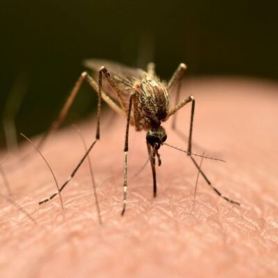 stipaji-vas-komari-vic-nez-ostatni?-vedci-zjistili,-proc-na-vas-maji-zalusk