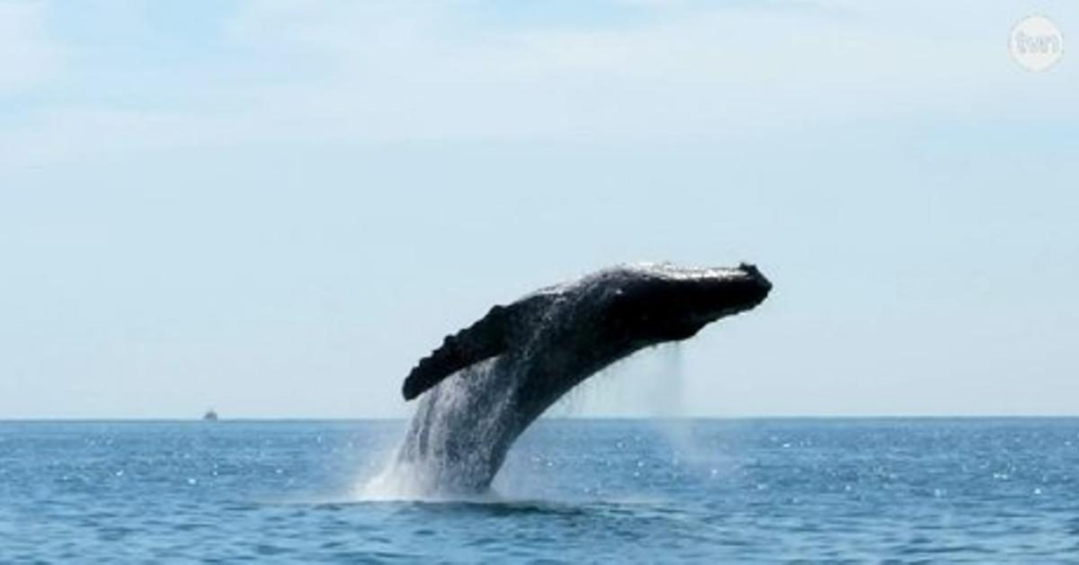 mundo-verde:-el-regreso-de-los-gigantes-del-mar