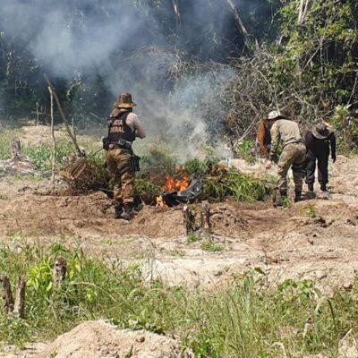 operacao-da-pf-destroi-100-mil-pes-de-maconha-em-terra-indigena.-video