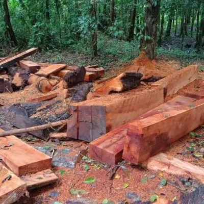 miambiente-retuvo-mas-de-120-piezas-de-madera-a-un-hombre-por-tenencia-ilegal-en-darien