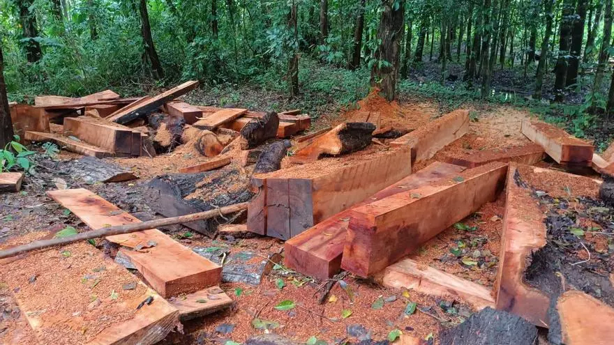 miambiente-retuvo-mas-de-120-piezas-de-madera-a-un-hombre-por-tenencia-ilegal-en-darien