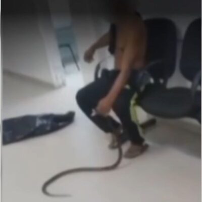 video:-picado-por-jararaca,-homem-leva-animal-para-upa.-cobra-esta-bem