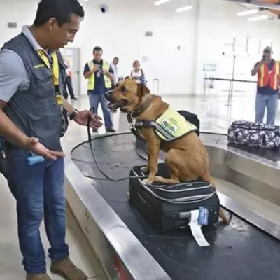 unidad-canina-del-mida-decomisa-mas-de-mil-kilogramos-de-productos-en-tocumen